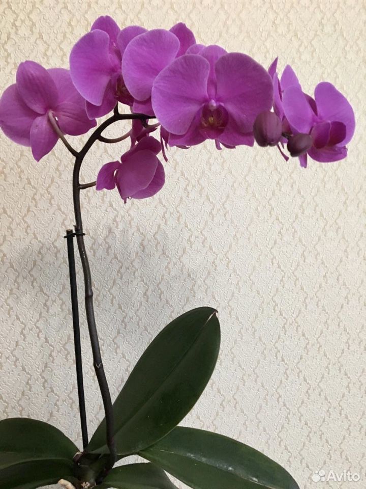 Орхидея купить на Зозу.ру - фотография № 2
