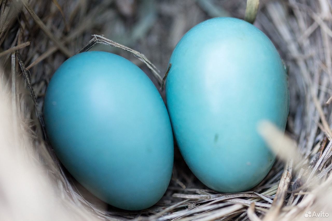 Голубые яйца купить на Зозу.ру - фотография № 1