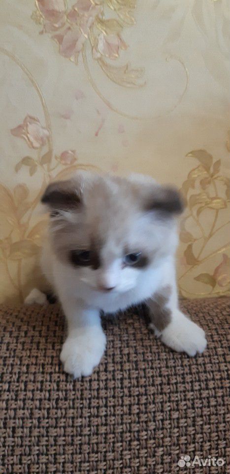Котенок девочка, вислоухая купить на Зозу.ру - фотография № 3