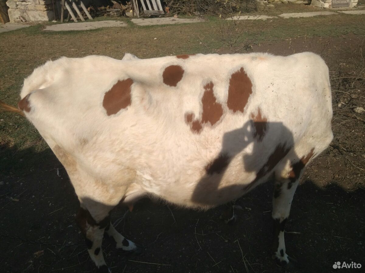 Корова молочная, бычок, телочки, козы, барашки купить на Зозу.ру - фотография № 4