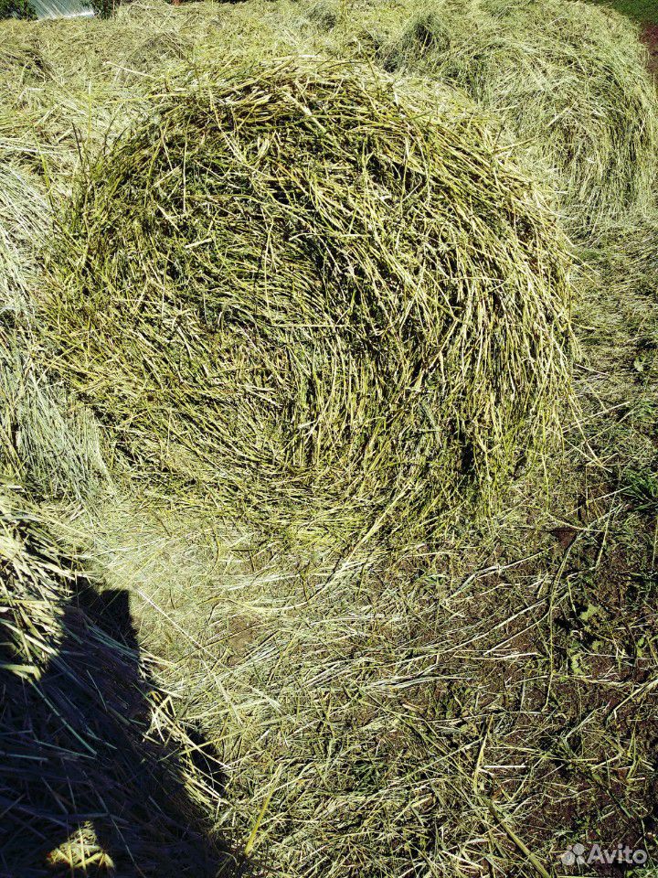 Продам свежее сено пресованных в рулон-целиндр в д купить на Зозу.ру - фотография № 1