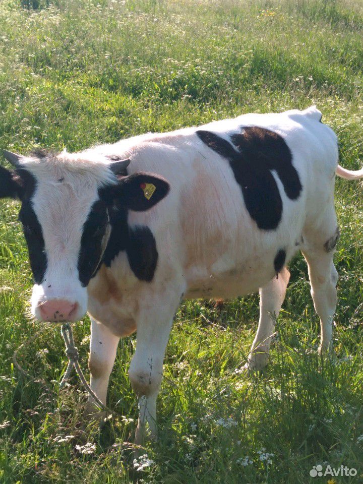 Корова, бык купить на Зозу.ру - фотография № 2