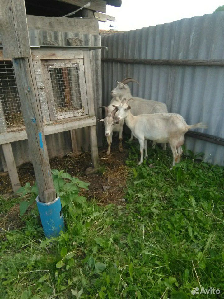 Козел Борька окажет услуги вашим козам купить на Зозу.ру - фотография № 4