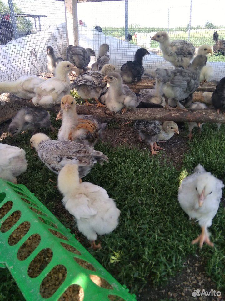 Цыплята от 1 дня до 3 месяцев купить на Зозу.ру - фотография № 4
