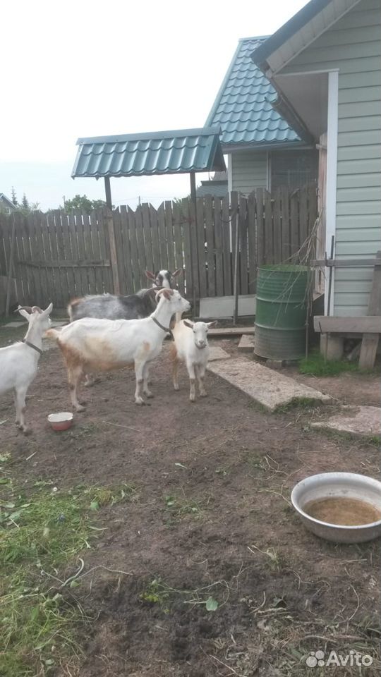 Молочная коза, козлик купить на Зозу.ру - фотография № 1