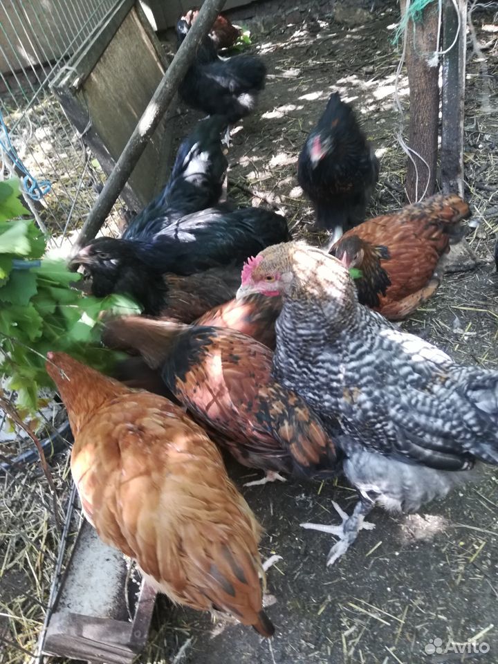 Цыплята 4 месяца, помесные с орпингтоном купить на Зозу.ру - фотография № 2