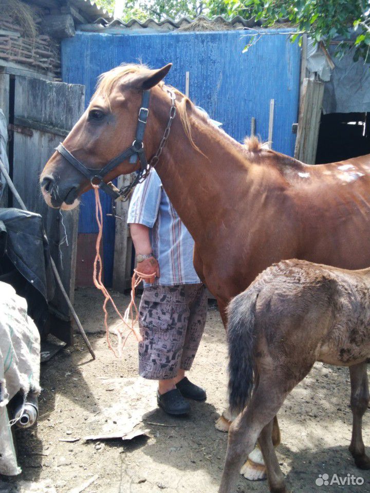 Лошадь с жеребёнком и козы купить на Зозу.ру - фотография № 2