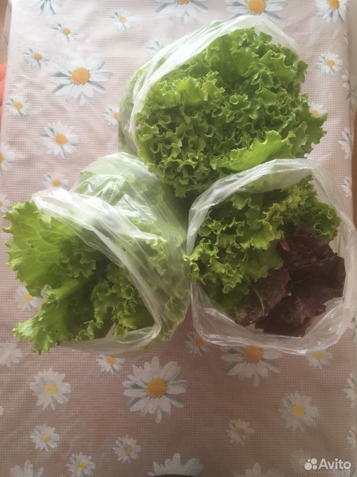 Зеленый салат купить на Зозу.ру - фотография № 1