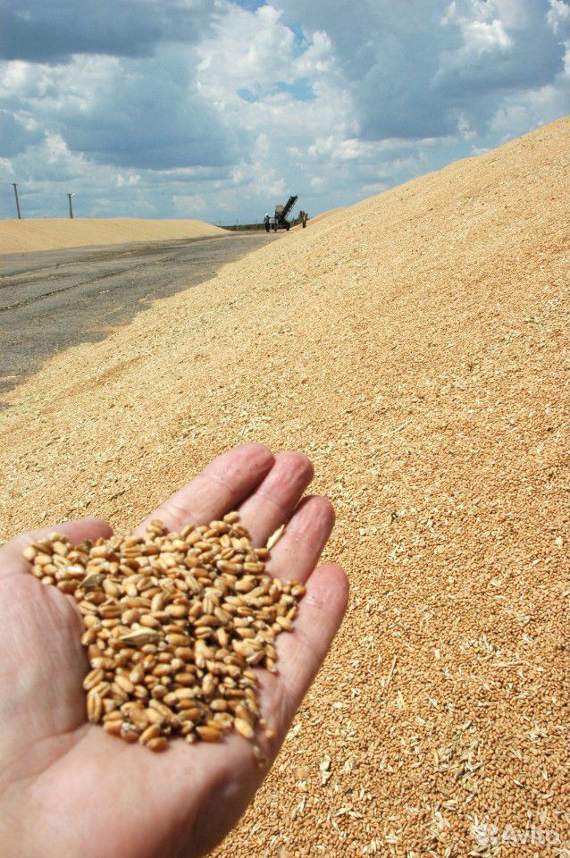 Пшеница фураж купить на Зозу.ру - фотография № 1