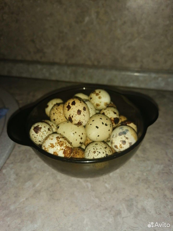 Перепела и яйцо купить на Зозу.ру - фотография № 6
