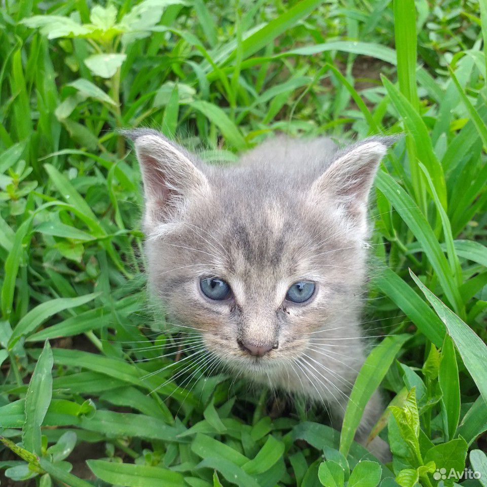 Котенок от кошки мейн-кун купить на Зозу.ру - фотография № 1