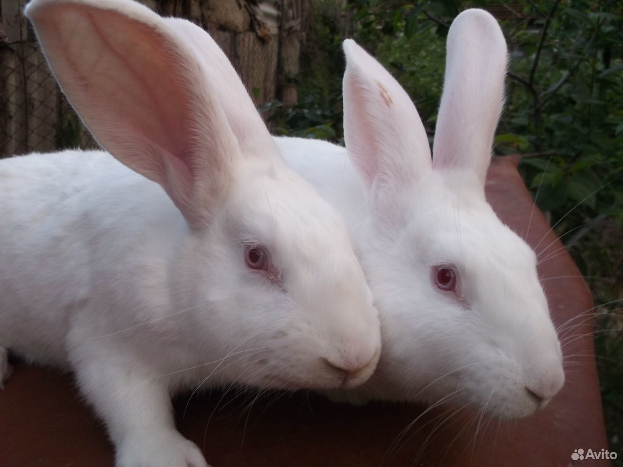Кролики белый паннон и чёрно-бурые купить на Зозу.ру - фотография № 1