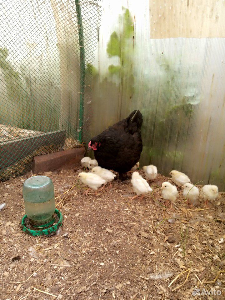 Курица с цыплятами купить на Зозу.ру - фотография № 2