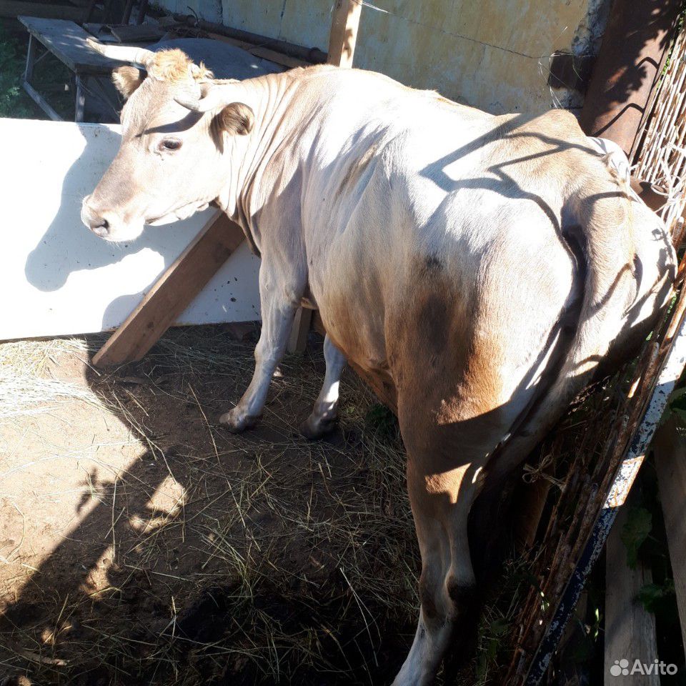 Корова на мясо купить на Зозу.ру - фотография № 3