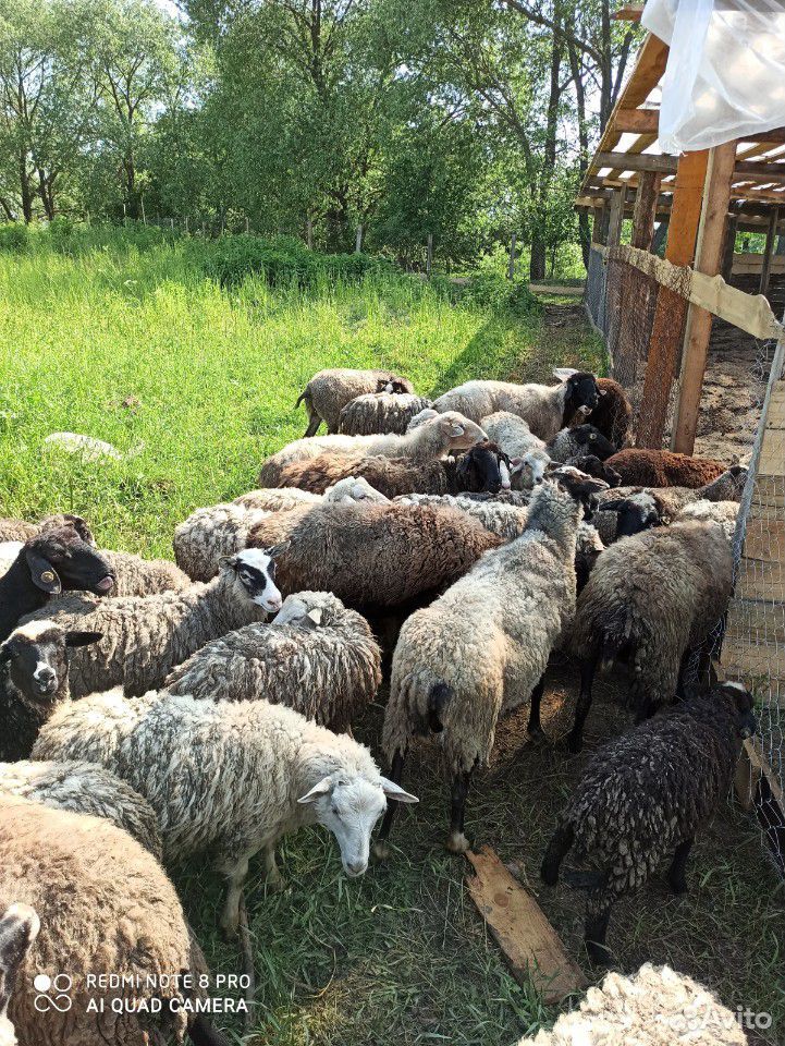 Овцы и козы купить на Зозу.ру - фотография № 4