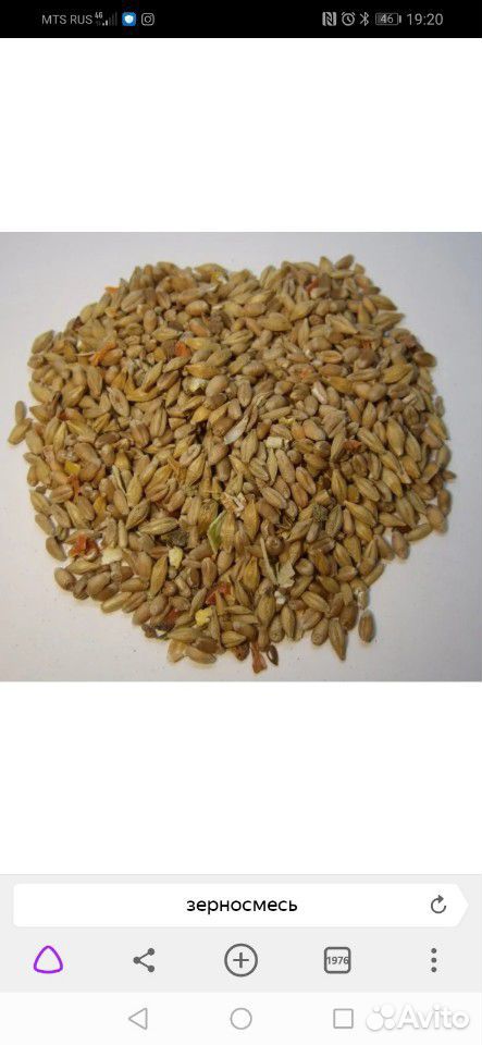 Зерносмесь: ячмень, пшеница купить на Зозу.ру - фотография № 1
