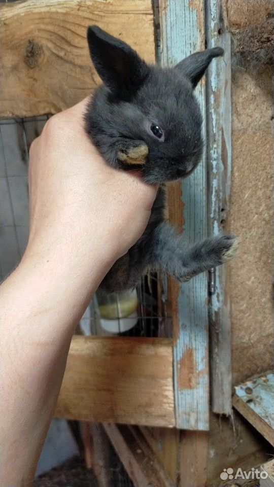 Вислохие мини кролики купить на Зозу.ру - фотография № 5