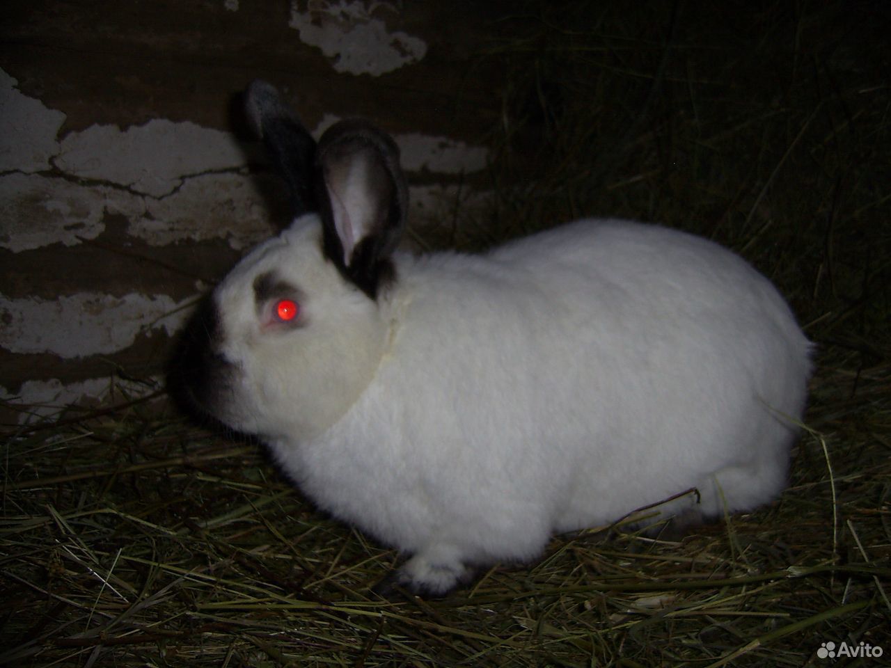 Кролики мясной породы купить на Зозу.ру - фотография № 3