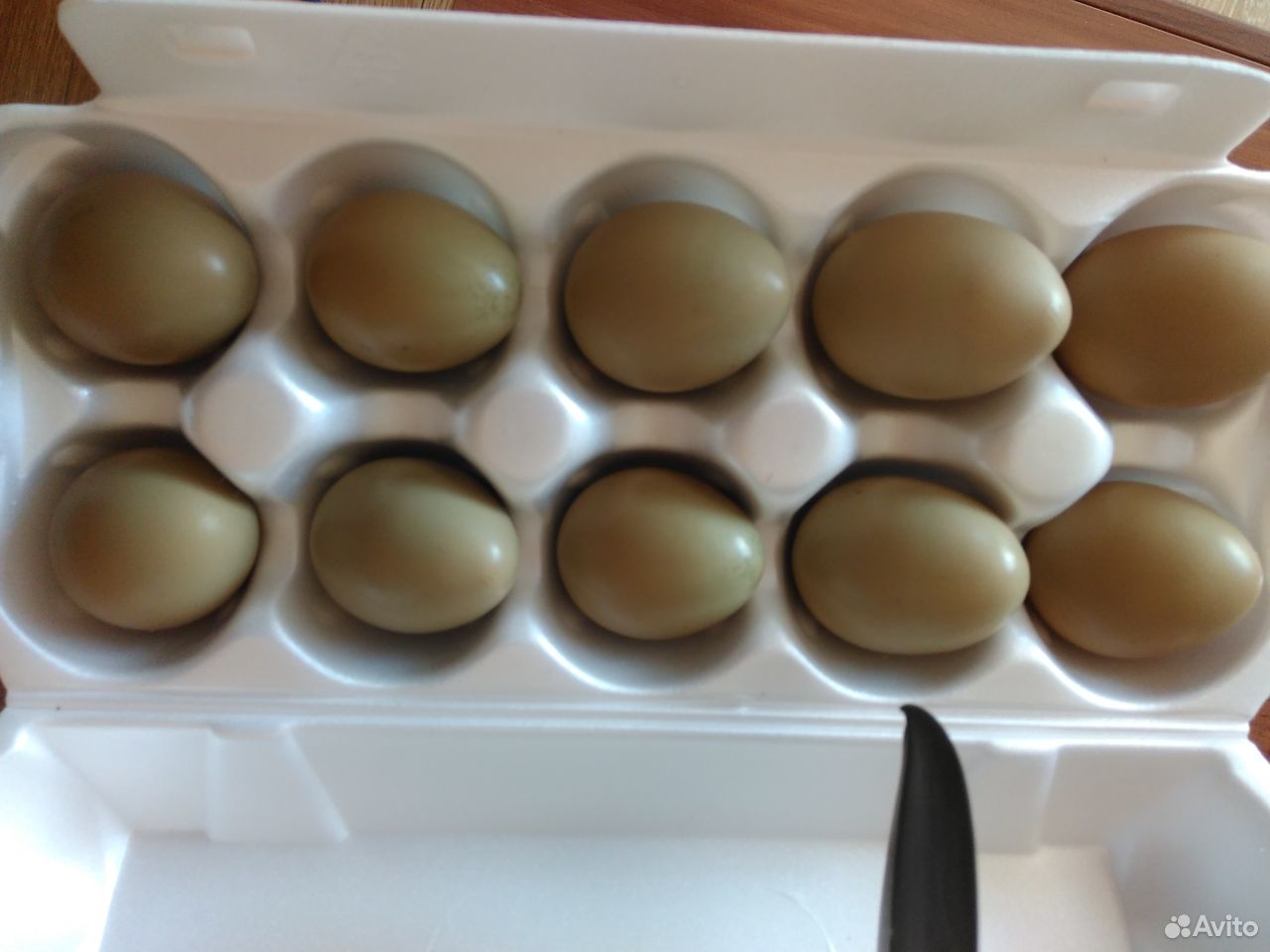 Инкубационное яйцо фазана купить на Зозу.ру - фотография № 2