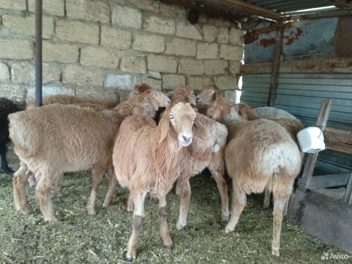 Овцы купить в ставропольском. Гиссарский баран.