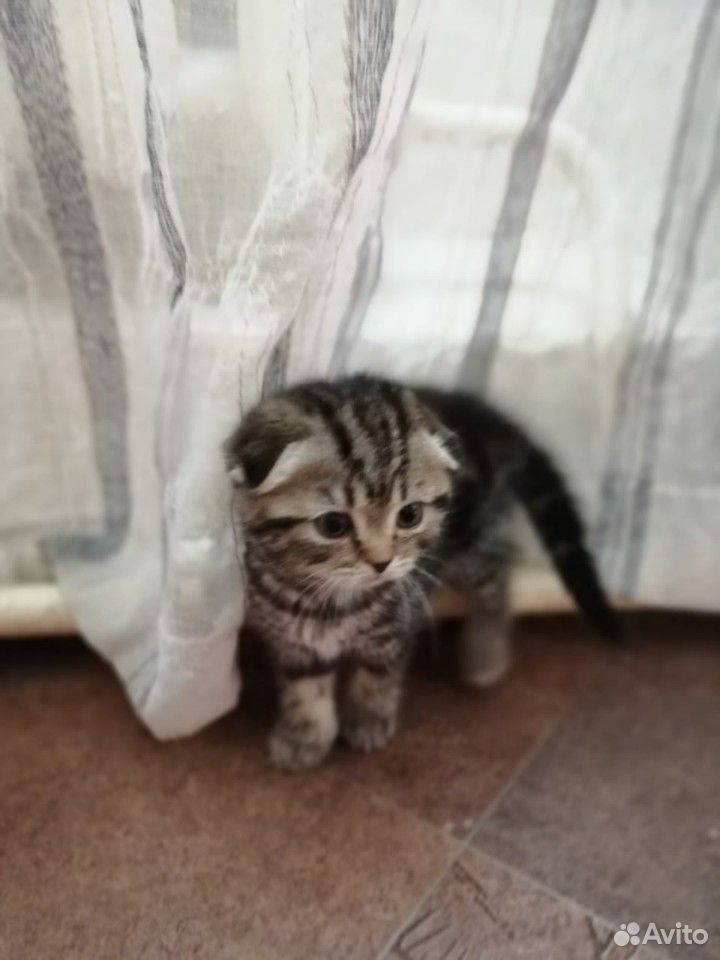 Продам котят купить на Зозу.ру - фотография № 7