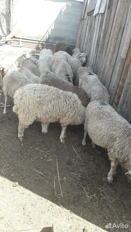 Козы и овцы купить на Зозу.ру - фотография № 4