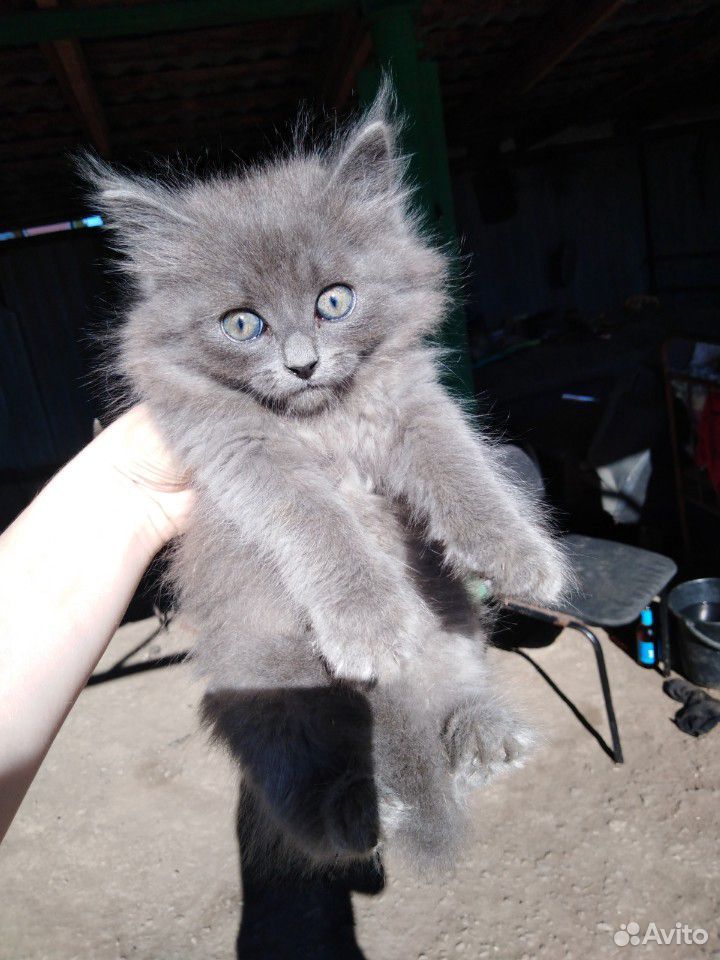Отдам котят от породистой кошечки в добрые руки, о купить на Зозу.ру - фотография № 1