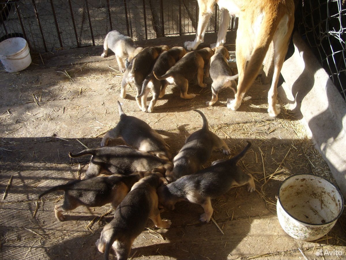 Продаются щенки, порода Русска гончая купить на Зозу.ру - фотография № 2