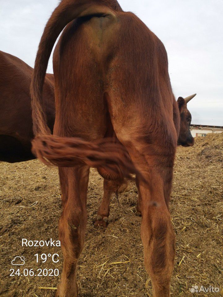 Быки 1.1, 1.2,1,3,1.4 года. от коров осёменённых с купить на Зозу.ру - фотография № 9