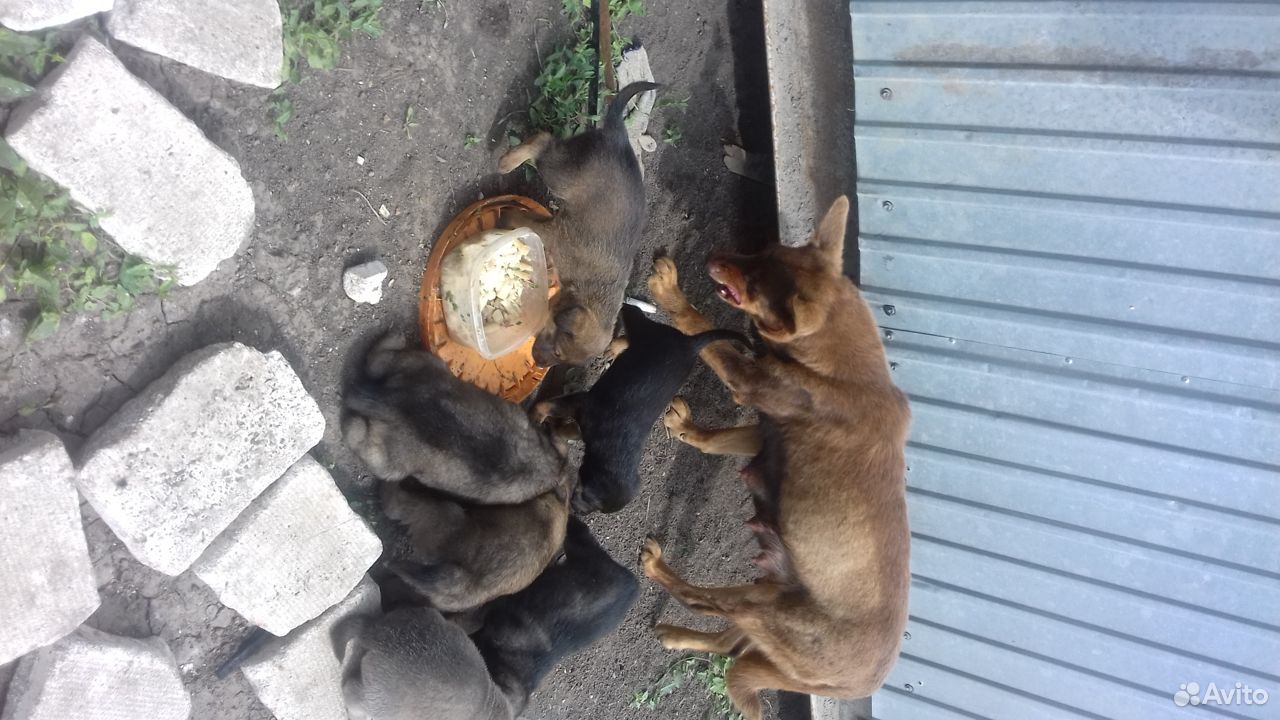 6 бездомных щенков ищут добрых хозяев купить на Зозу.ру - фотография № 4