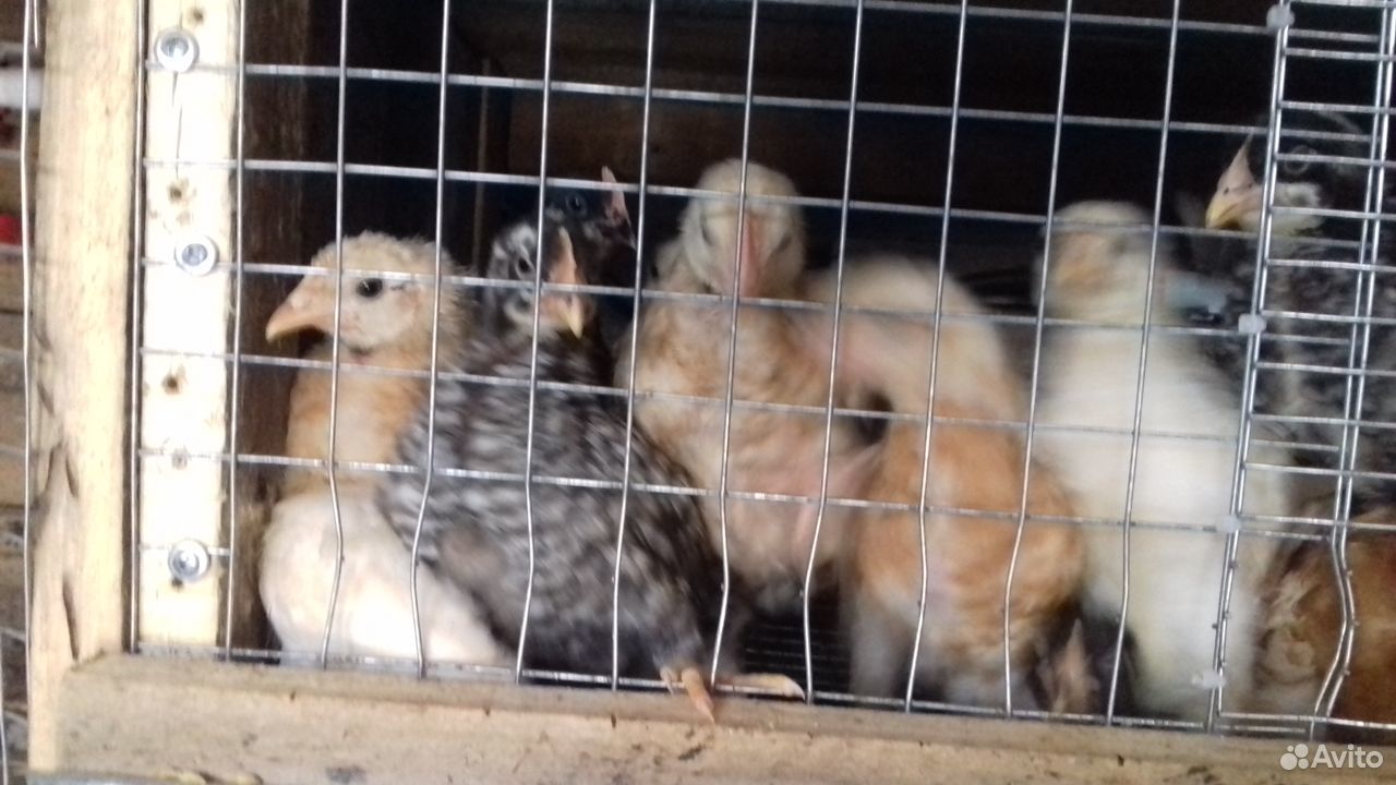 Цыплята от Несушки (С Под наседки ) купить на Зозу.ру - фотография № 2