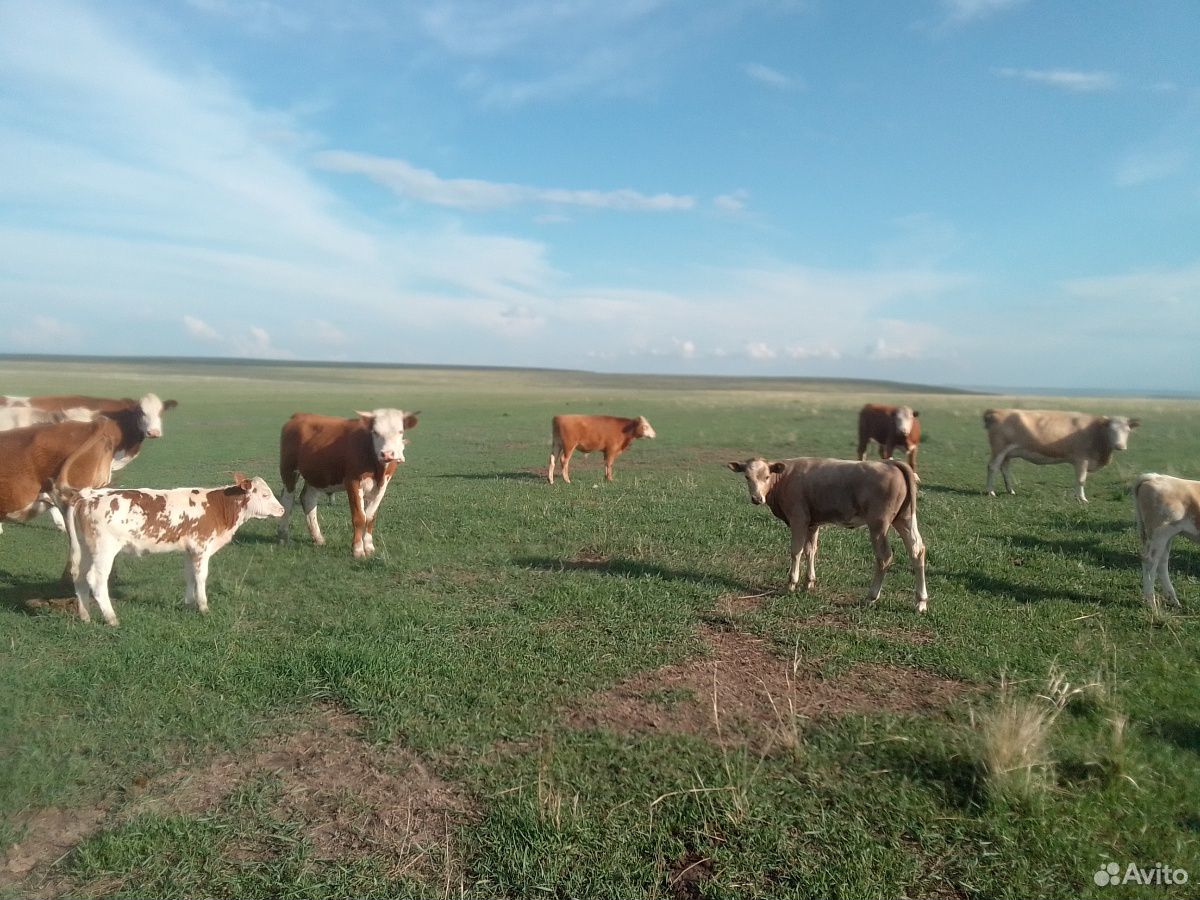 Два бычка и корова стельнная купить на Зозу.ру - фотография № 6