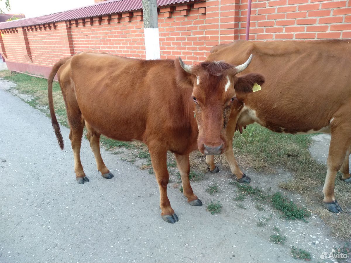 Корова и телка купить на Зозу.ру - фотография № 5