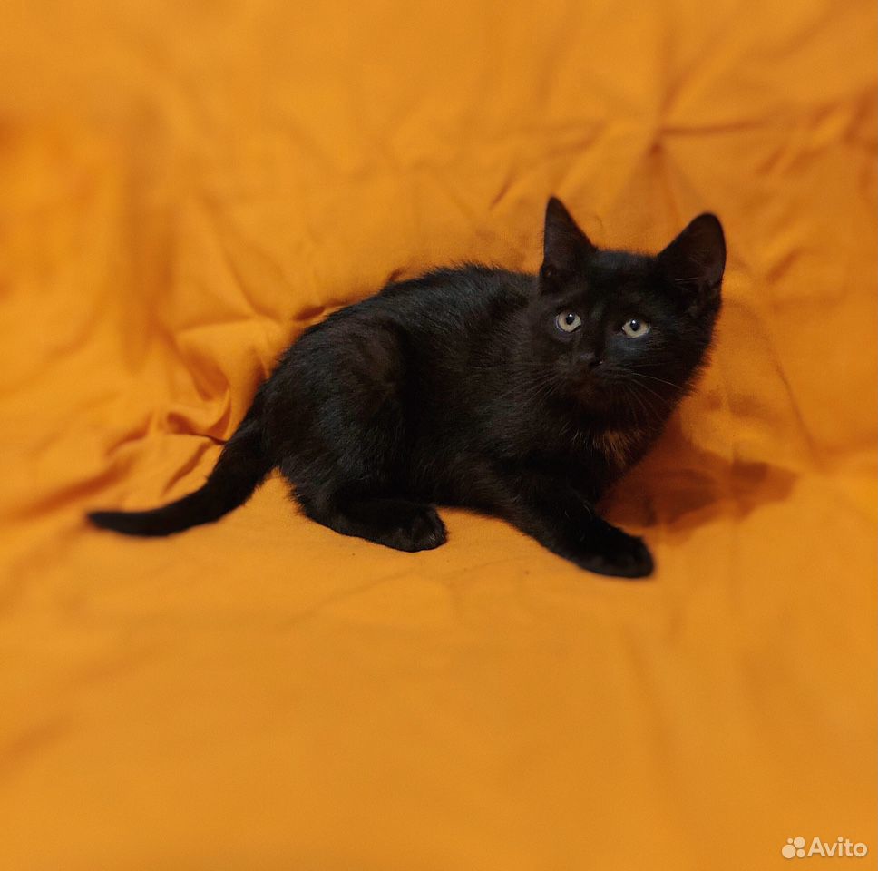 Чёрный котёнок в дар купить на Зозу.ру - фотография № 1