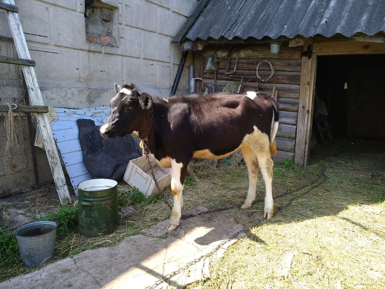 Корова, телёнок купить на Зозу.ру - фотография № 3