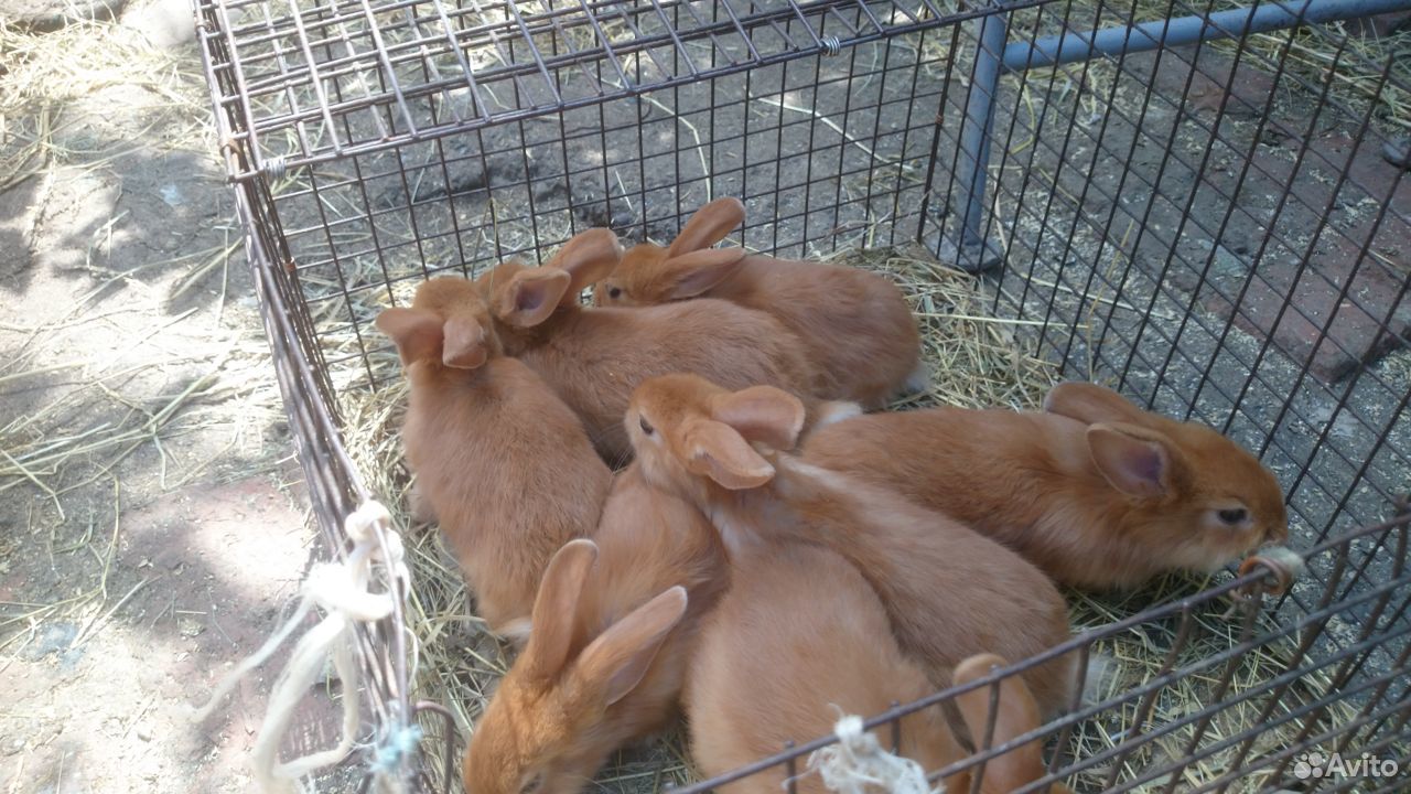 Кролики породы новозеландская красная купить на Зозу.ру - фотография № 2