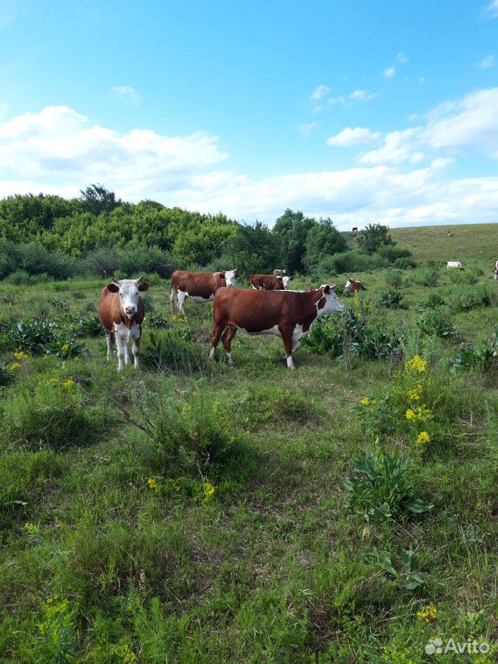 Коровы и телки купить на Зозу.ру - фотография № 2