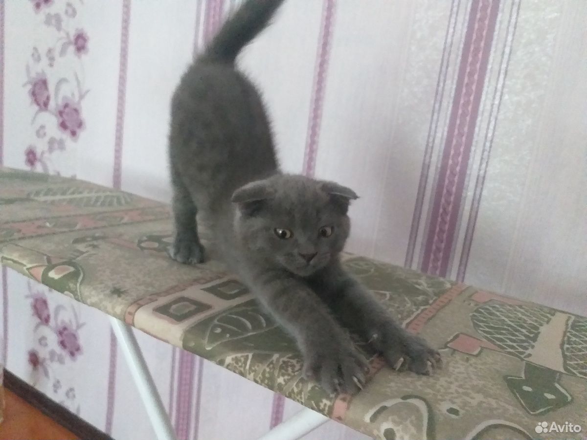 Продаётся породистый котёнок купить на Зозу.ру - фотография № 2