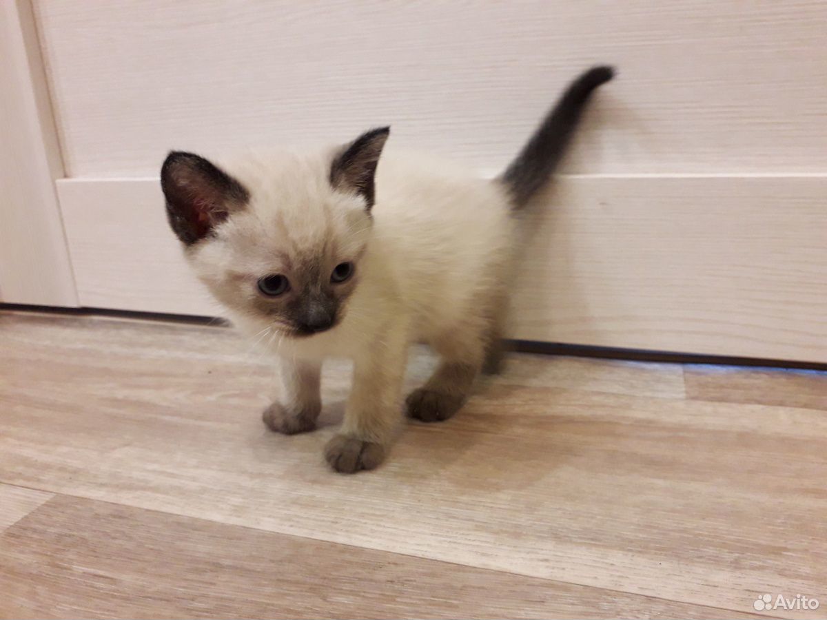 Тайская кошка купить на Зозу.ру - фотография № 3
