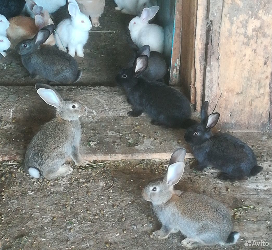 Продаются Кролики (крольчата) купить на Зозу.ру - фотография № 3
