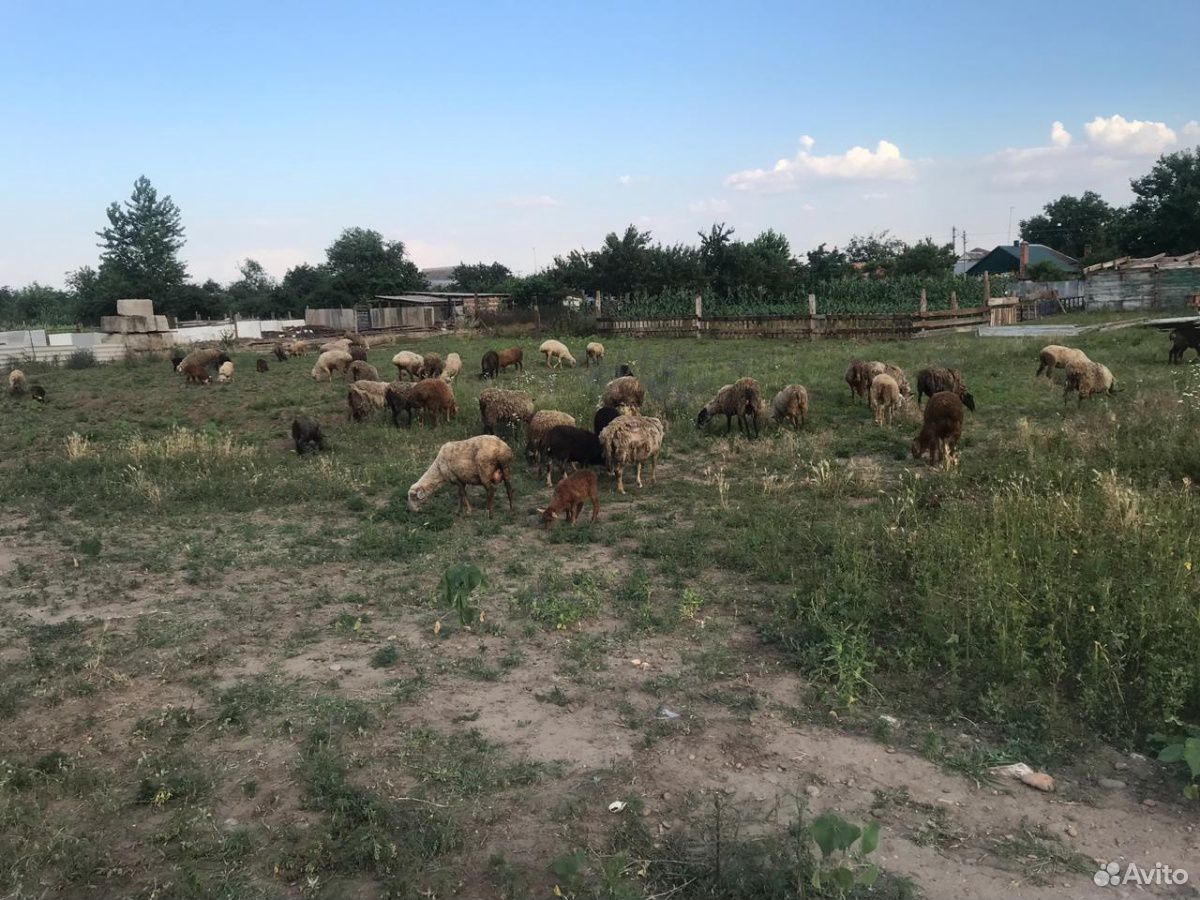 Продаю овцы с ягнятами купить на Зозу.ру - фотография № 6