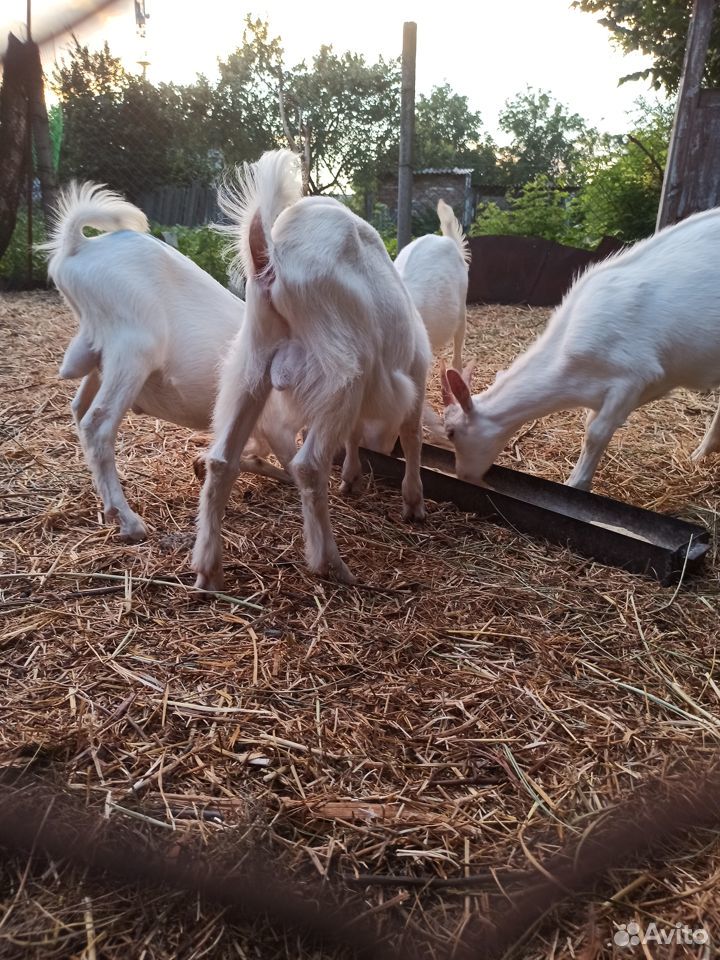 Продаются барашки, козлята, двойная коза для разве купить на Зозу.ру - фотография № 3