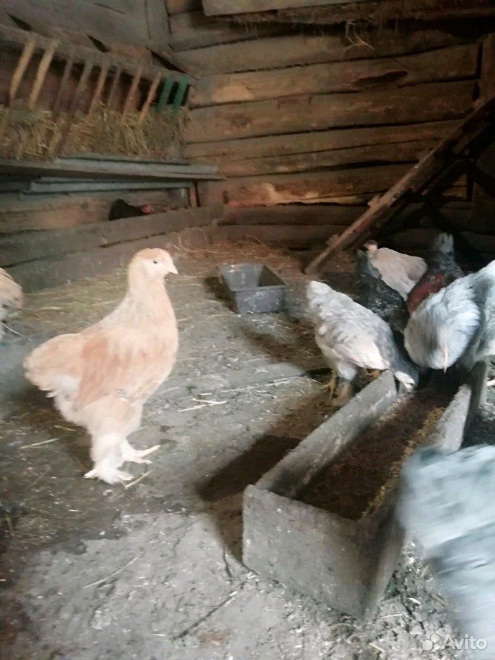 Продам цыплят купить на Зозу.ру - фотография № 1