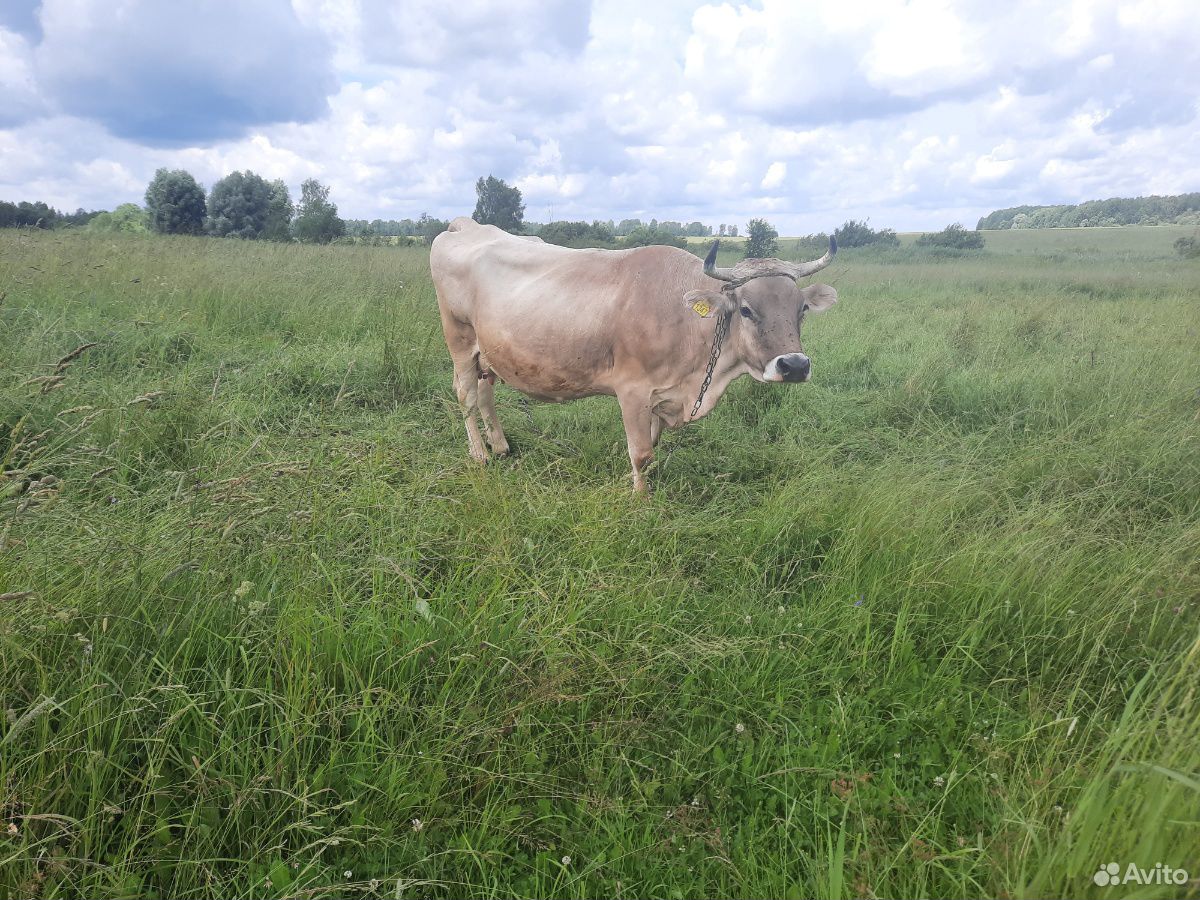 Продам корову с телёнком2,5 месяца купить на Зозу.ру - фотография № 1