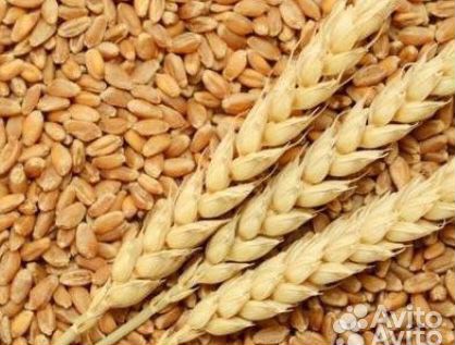 Зерно (пшеница) купить на Зозу.ру - фотография № 1