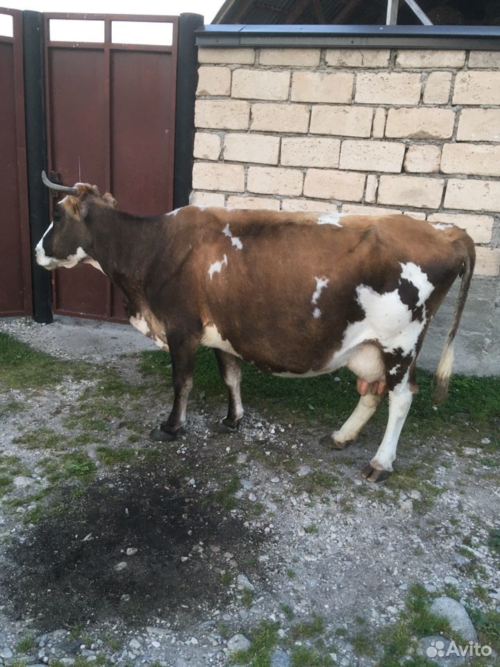 Дойная корова с телёнком купить на Зозу.ру - фотография № 2