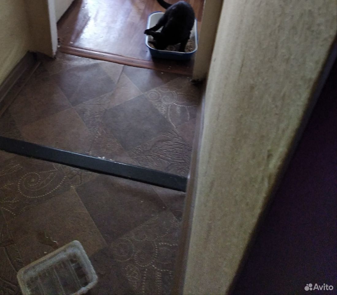 Ищет дом чёрная кошечка Снежинка купить на Зозу.ру - фотография № 7