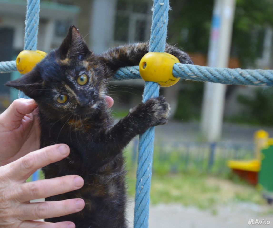 Котенок-девочка Чуча в дар купить на Зозу.ру - фотография № 3