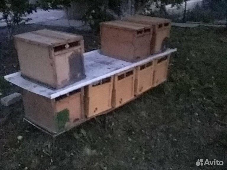 Пчелопакеты купить на Зозу.ру - фотография № 1