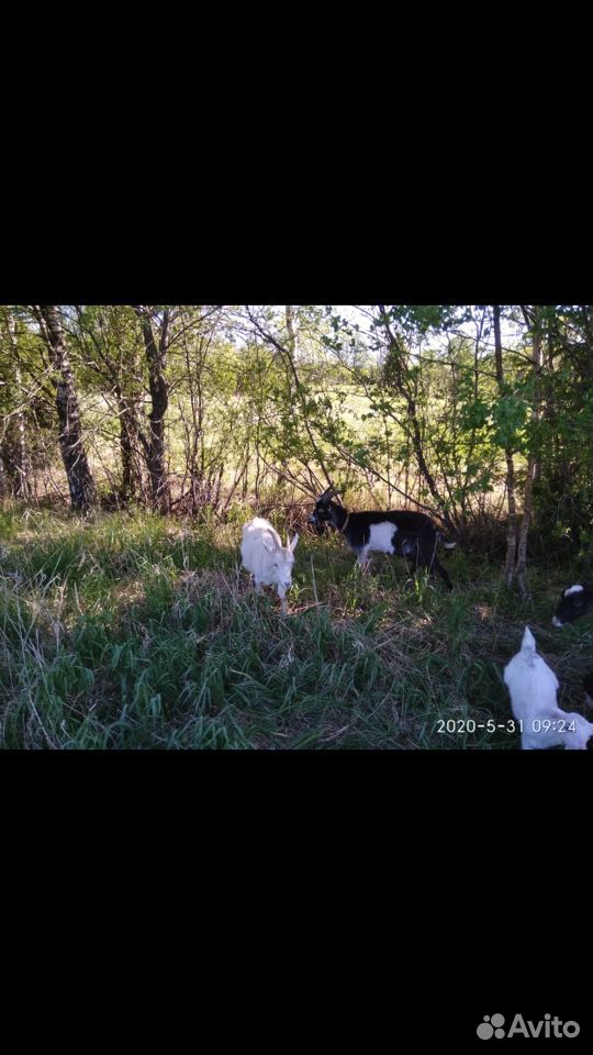 Продам семью коз (козел,коза,4 козлёнка) купить на Зозу.ру - фотография № 4
